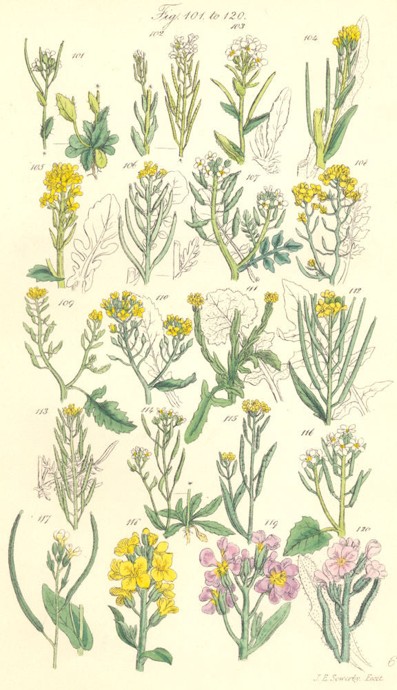 CRESS MUSTARD ROCKET. Rock Winter Water Marsh Thale Hedge Treacle. SOWERBY 1890